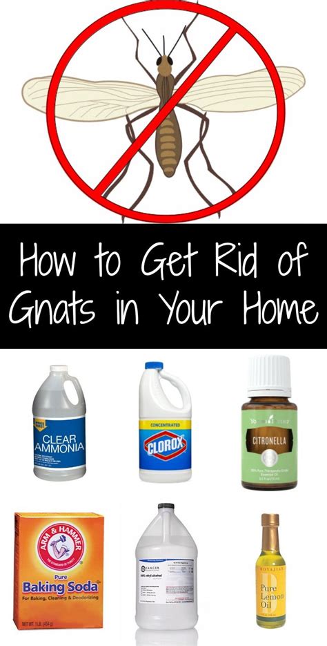 Get rid of drain gnats. Things To Know About Get rid of drain gnats. 